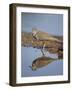 Common Sandpiper (Actitis Hypoleucos), Kruger National Park, South Africa-James Hager-Framed Photographic Print