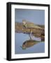 Common Sandpiper (Actitis Hypoleucos), Kruger National Park, South Africa-James Hager-Framed Photographic Print