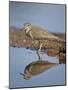 Common Sandpiper (Actitis Hypoleucos), Kruger National Park, South Africa-James Hager-Mounted Photographic Print