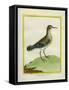 Common Sandpiper-Georges-Louis Buffon-Framed Stretched Canvas