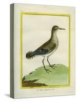Common Sandpiper-Georges-Louis Buffon-Stretched Canvas