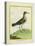 Common Sandpiper-Georges-Louis Buffon-Stretched Canvas