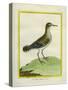 Common Sandpiper-Georges-Louis Buffon-Stretched Canvas