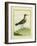 Common Sandpiper-Georges-Louis Buffon-Framed Giclee Print