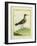 Common Sandpiper-Georges-Louis Buffon-Framed Giclee Print