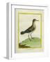 Common Sandpiper-Georges-Louis Buffon-Framed Giclee Print