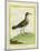 Common Sandpiper-Georges-Louis Buffon-Mounted Giclee Print