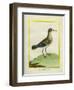 Common Sandpiper-Georges-Louis Buffon-Framed Giclee Print