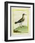 Common Sandpiper-Georges-Louis Buffon-Framed Giclee Print