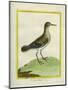 Common Sandpiper-Georges-Louis Buffon-Mounted Giclee Print