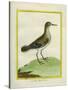 Common Sandpiper-Georges-Louis Buffon-Stretched Canvas