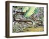 Common Scaly-Footed Lizard (Pygopus Lepidopus), Pygopodidae-null-Framed Giclee Print