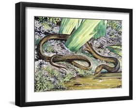 Common Scaly-Footed Lizard (Pygopus Lepidopus), Pygopodidae-null-Framed Giclee Print