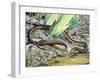 Common Scaly-Footed Lizard (Pygopus Lepidopus), Pygopodidae-null-Framed Giclee Print