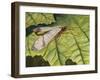 Common Scorpion Fly (Panorpa Communis), Panorpidae-null-Framed Giclee Print