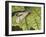 Common Scorpion Fly (Panorpa Communis), Panorpidae-null-Framed Giclee Print