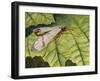 Common Scorpion Fly (Panorpa Communis), Panorpidae-null-Framed Giclee Print