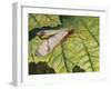 Common Scorpion Fly (Panorpa Communis), Panorpidae-null-Framed Giclee Print