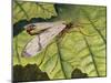 Common Scorpion Fly (Panorpa Communis), Panorpidae-null-Mounted Giclee Print