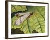 Common Scorpion Fly (Panorpa Communis), Panorpidae-null-Framed Giclee Print