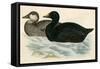 Common Scoter-Beverley R. Morris-Framed Stretched Canvas