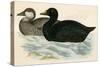 Common Scoter-Beverley R. Morris-Stretched Canvas