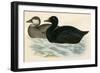 Common Scoter-Beverley R. Morris-Framed Giclee Print