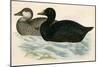 Common Scoter-Beverley R. Morris-Mounted Giclee Print