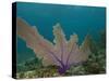 Common Sea Fan, Mexico-Pete Oxford-Stretched Canvas