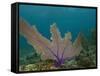 Common Sea Fan, Mexico-Pete Oxford-Framed Stretched Canvas