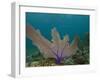 Common Sea Fan, Mexico-Pete Oxford-Framed Photographic Print