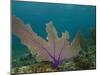 Common Sea Fan, Mexico-Pete Oxford-Mounted Photographic Print