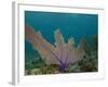 Common Sea Fan, Mexico-Pete Oxford-Framed Photographic Print