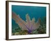 Common Sea Fan, Mexico-Pete Oxford-Framed Photographic Print