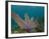 Common Sea Fan, Mexico-Pete Oxford-Framed Photographic Print