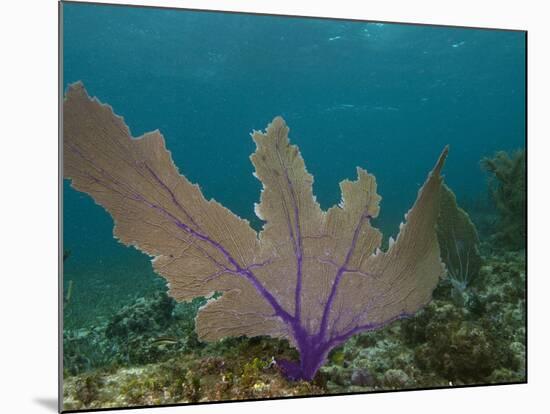 Common Sea Fan, Mexico-Pete Oxford-Mounted Photographic Print