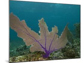 Common Sea Fan, Mexico-Pete Oxford-Mounted Photographic Print