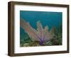 Common Sea Fan, Mexico-Pete Oxford-Framed Photographic Print