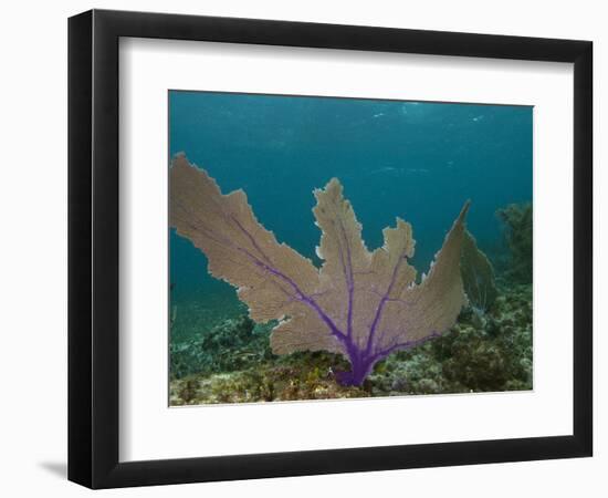 Common Sea Fan, Mexico-Pete Oxford-Framed Photographic Print