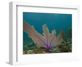 Common Sea Fan, Mexico-Pete Oxford-Framed Photographic Print