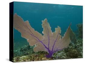 Common Sea Fan, Mexico-Pete Oxford-Stretched Canvas