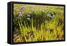 Common Sea Lavender and Common Glasswort on Saltmarsh, Abbotts Hall Farm Nr, Essex, England, UK-Terry Whittaker-Framed Stretched Canvas