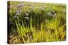 Common Sea Lavender and Common Glasswort on Saltmarsh, Abbotts Hall Farm Nr, Essex, England, UK-Terry Whittaker-Stretched Canvas