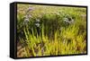 Common Sea Lavender and Common Glasswort on Saltmarsh, Abbotts Hall Farm Nr, Essex, England, UK-Terry Whittaker-Framed Stretched Canvas