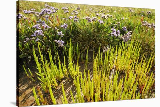 Common Sea Lavender and Common Glasswort on Saltmarsh, Abbotts Hall Farm Nr, Essex, England, UK-Terry Whittaker-Stretched Canvas