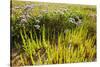 Common Sea Lavender and Common Glasswort on Saltmarsh, Abbotts Hall Farm Nr, Essex, England, UK-Terry Whittaker-Stretched Canvas