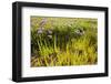 Common Sea Lavender and Common Glasswort on Saltmarsh, Abbotts Hall Farm Nr, Essex, England, UK-Terry Whittaker-Framed Premium Photographic Print