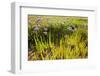 Common Sea Lavender and Common Glasswort on Saltmarsh, Abbotts Hall Farm Nr, Essex, England, UK-Terry Whittaker-Framed Premium Photographic Print