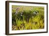 Common Sea Lavender and Common Glasswort on Saltmarsh, Abbotts Hall Farm Nr, Essex, England, UK-Terry Whittaker-Framed Photographic Print