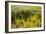 Common Sea Lavender and Common Glasswort on Saltmarsh, Abbotts Hall Farm Nr, Essex, England, UK-Terry Whittaker-Framed Photographic Print